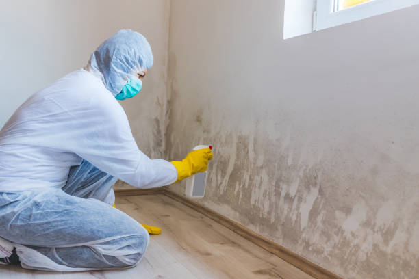 Licensed Mold Testing service in Springfield, CO - WQB Mold Removal