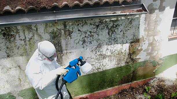 Top rated local Mold Testing specialists in Springfield, CO